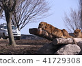 獅子 41729308