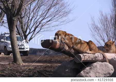 lion lion 41729308
