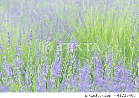 Lavender field group Lavender field group 41729405