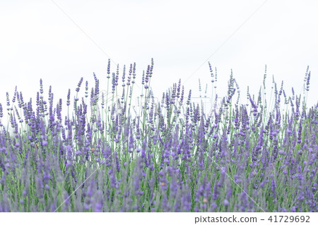 薰衣草田野組 薰衣草田野組 41729692