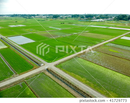 航拍照片Nemen米領域生長米 航拍照片Nemen米領域生長米 41729773