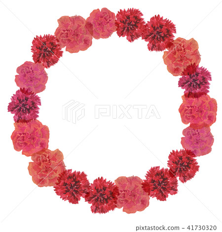 carnation, carnations, flower 41730320