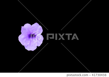 Popping pod flower Purple  isolated on black  41730438