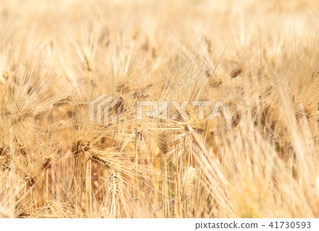 麥田麥田 41730593