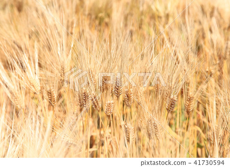 麥田麥田 41730594