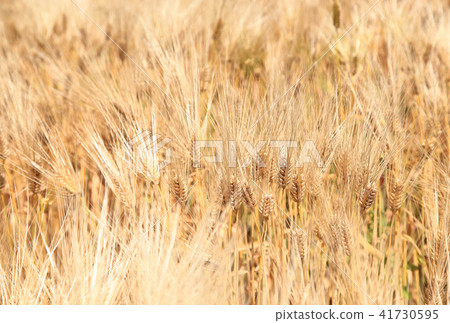 麥田麥田 麥田麥田 41730595
