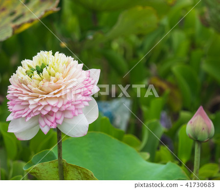 Peony lotus Peony lotus 41730683