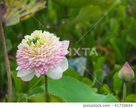 Peony lotus Peony lotus 41730684