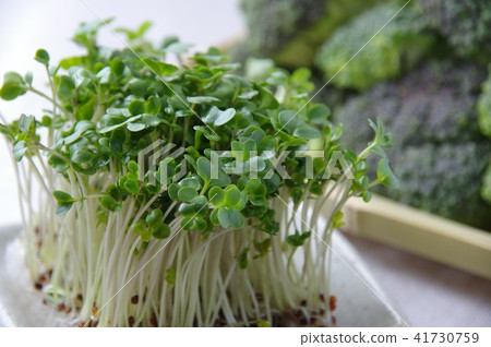 Broccoli Sprout Broccoli Sprout 41730759