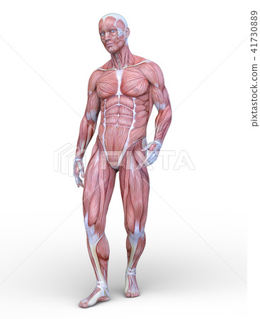 Male human body model Male human body model 41730889