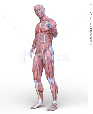 Male human body model 41730897