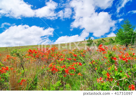 Kurumaya Takahara Lenge杜鵑花 41731097