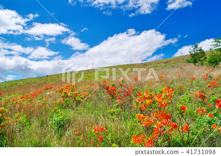 Kurumaya Takahara Lenge杜鵑花 Kurumaya Takahara Lenge杜鵑花 41731098