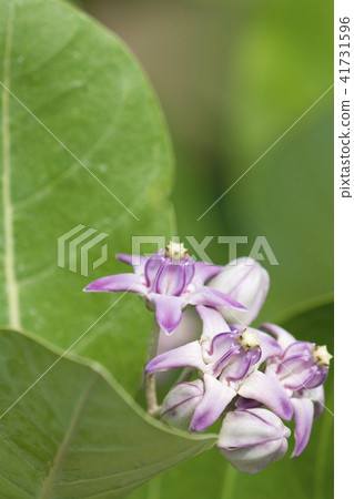 Calotropis procera or Apple of Sodom flowers Calotropis procera or Apple of Sodom flowers 41731596