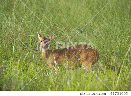 Sika or spotted deer in elephant grass tangle 41731605