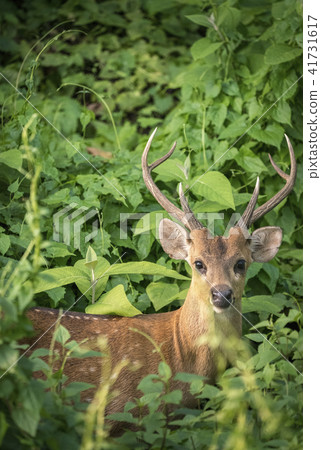 Sika or spotted male deer portrait in the tangle 41731617