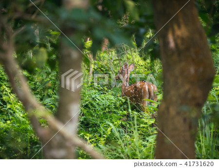 spotted or sika deer in the jungle 41731620
