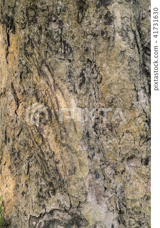 Tiger claws scratches on tree as territory border 41731630