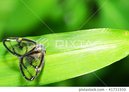 Scuba Hagoromo 41731930