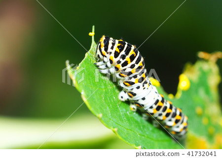 黃鰭金槍魚的幼蟲 41732041