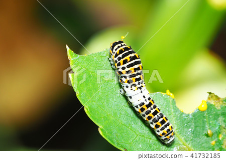 The larva of the yellowfin tuna 41732185