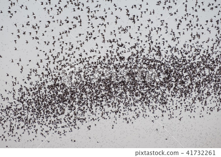 Flock of bat flying on sky to feed Flock of bat flying on sky to feed 41732261