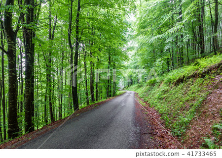 Mountain road through dense beech tree forest Mountain road through dense beech tree forest 41733465