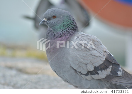  pigeon 41733531