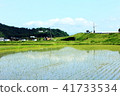 Blue sky and rice field 41733534