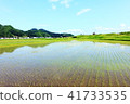 Blue sky and rice field 41733535