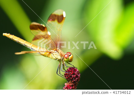 Miyama makane（女性）和竹筍花 41734012