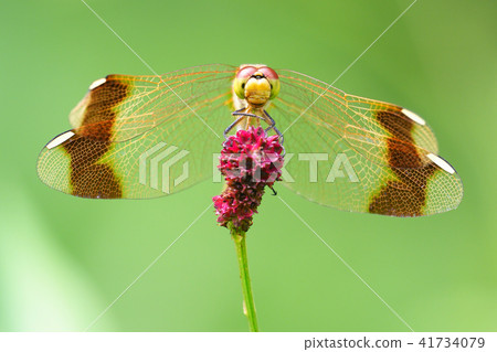 Flower of Miyama makane (female) and bamboo shoot Flower of Miyama makane (female) and bamboo shoot 41734079