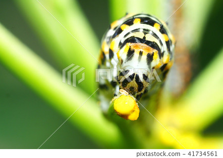 雄鹿甲蟲（幼蟲） 41734561