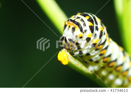 雄鹿甲蟲（幼蟲） 41734613