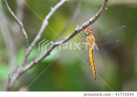 Ushubitonbo (male) Ushubitonbo (male) 41735049