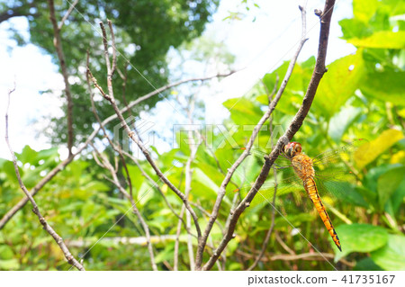 Ushubitonbo (male) 41735167