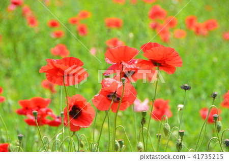 Prairie · Flower field of Chirley Poppy (Chichibu Takahara Ranch · Poppy Highway / Misawa Minano Town, Chichibu District, Saitama Prefecture) 41735215