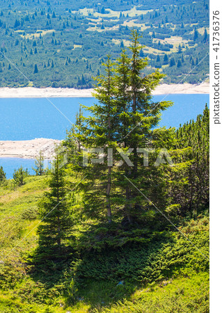 Beautiful Lake and mountains view with pine trees 41736376