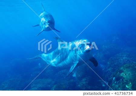海豚 海豚 41736734