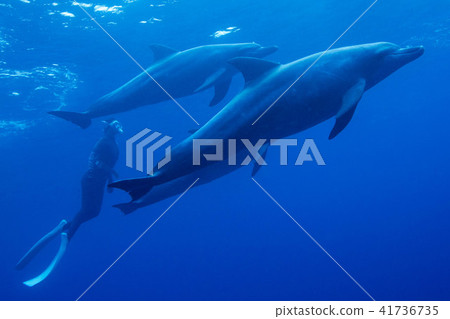 Dolphin Dolphin 41736735