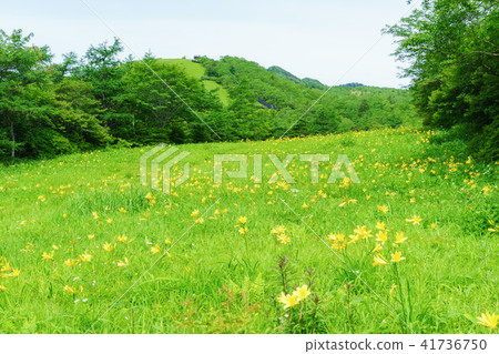 Nikkowige blooming sunlight Kiritakogen Nikkowige blooming sunlight Kiritakogen 41736750