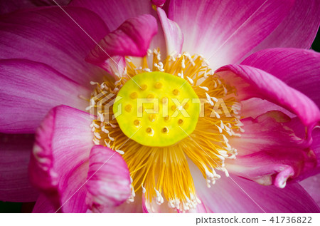 Lotus flower Lotus flower 41736822