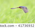 Swallow 41736932