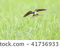 Swallow 41736933
