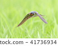 Swallow 41736934