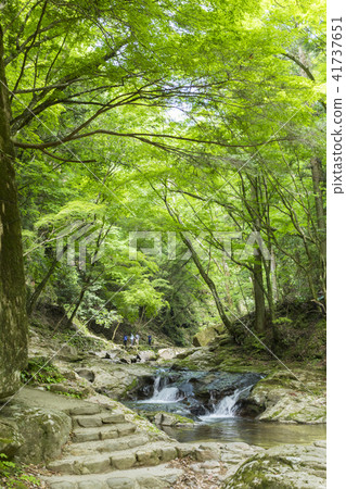 新鮮的綠色紅眼睛谷 41737651