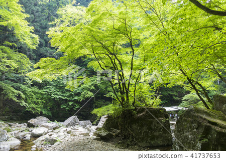 Red-eye valley of fresh green (Nanairoiwa) 41737653