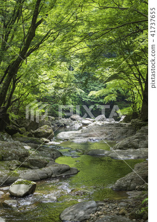 Red-eye valley of fresh green 41737655