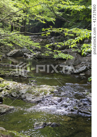 新鮮的綠色紅眼睛谷 新鮮的綠色紅眼睛谷 41737660