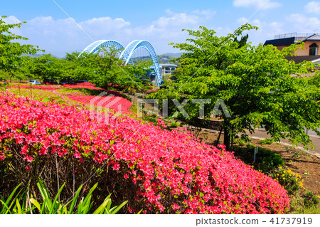 Shinsaikai Bridge and Azalea [Saikai City, Nagasaki Prefecture] 41737919
